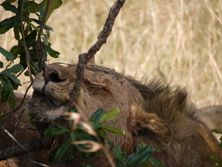 Löwe, Enkewa Camp Masi Mara
