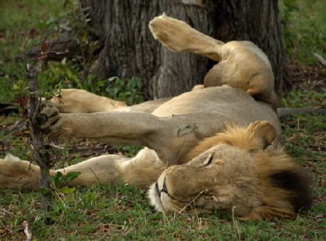 Löwe total entspannt im Selous