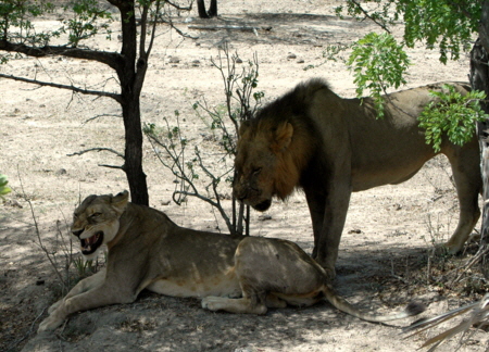 Löwen im  Honymoon Selous