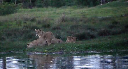 Löwen im Okavango