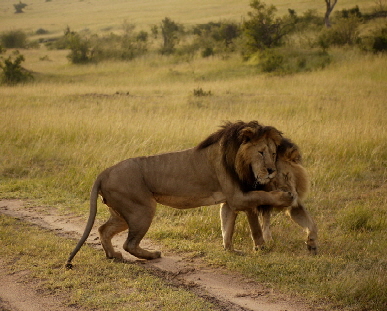 Löwen, Masai Mara