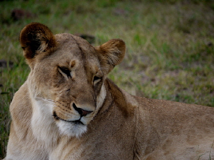 Löwe Masai Mara