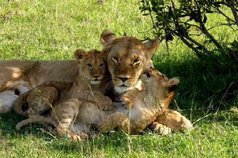 Löwen-masai mara