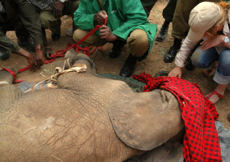 loisaba-elefantenrettung