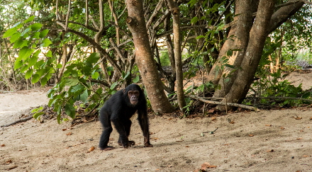 Mahale Schimpanse Tansania
