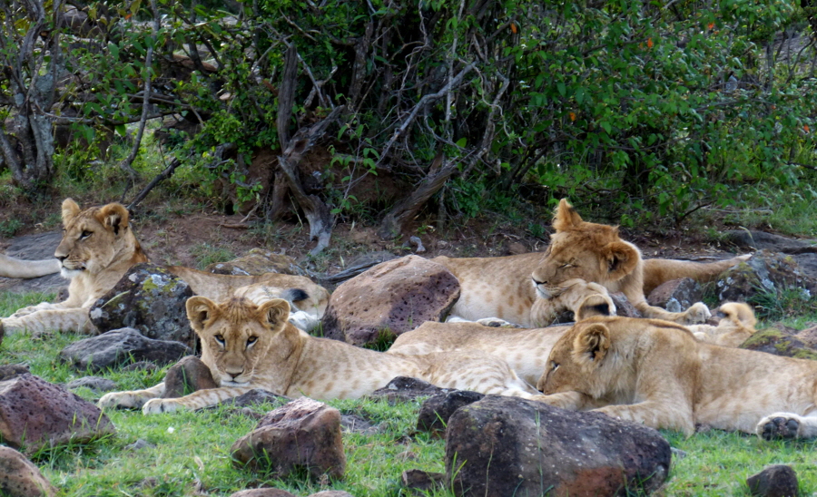 Masai Mara mahali Mzuri Löwen