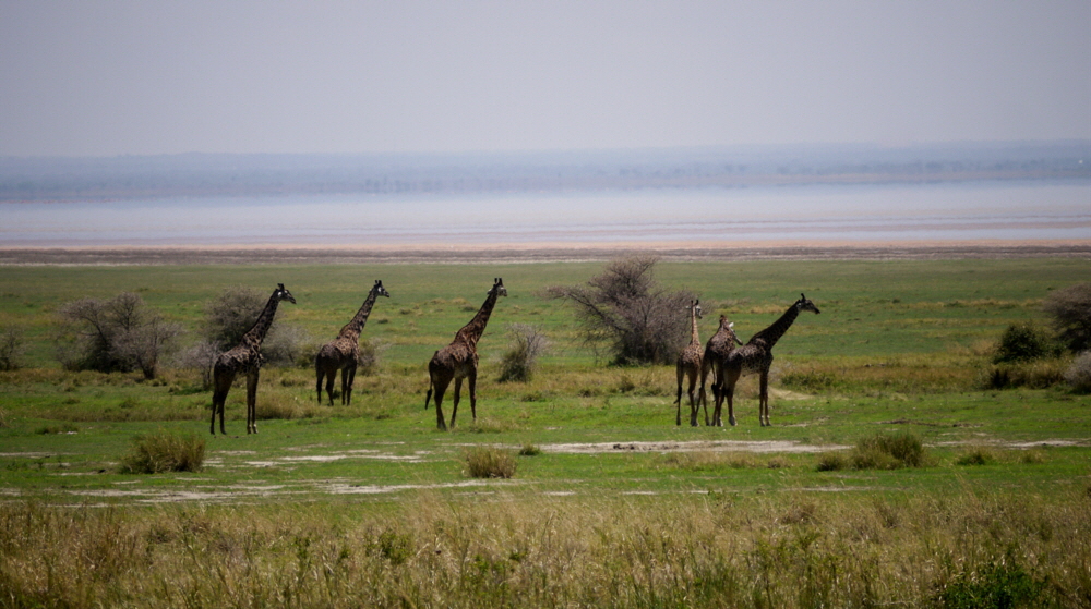 Lake Manyara Giraffen