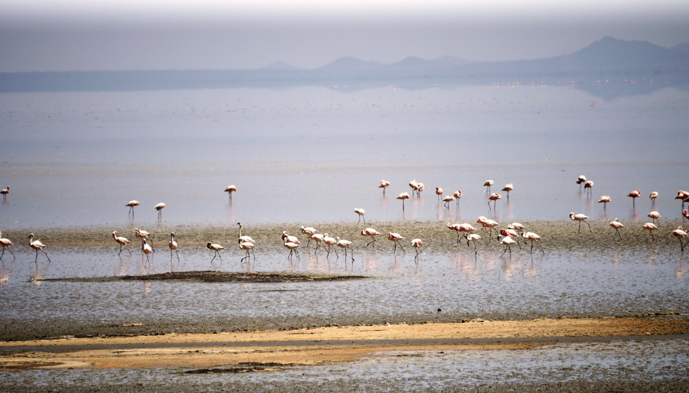 Flamingos Lake Manyara