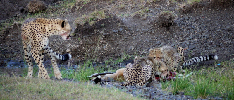 Geparden am Riss Masai Mara