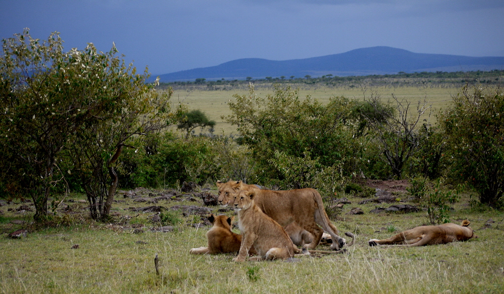 Naboisho Camp und Schutzgebiet Masai Mara