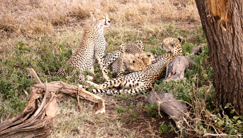 Namiri Plains Serengeti  Geparden
