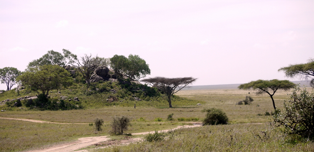 Masai Kopjes Serengeti