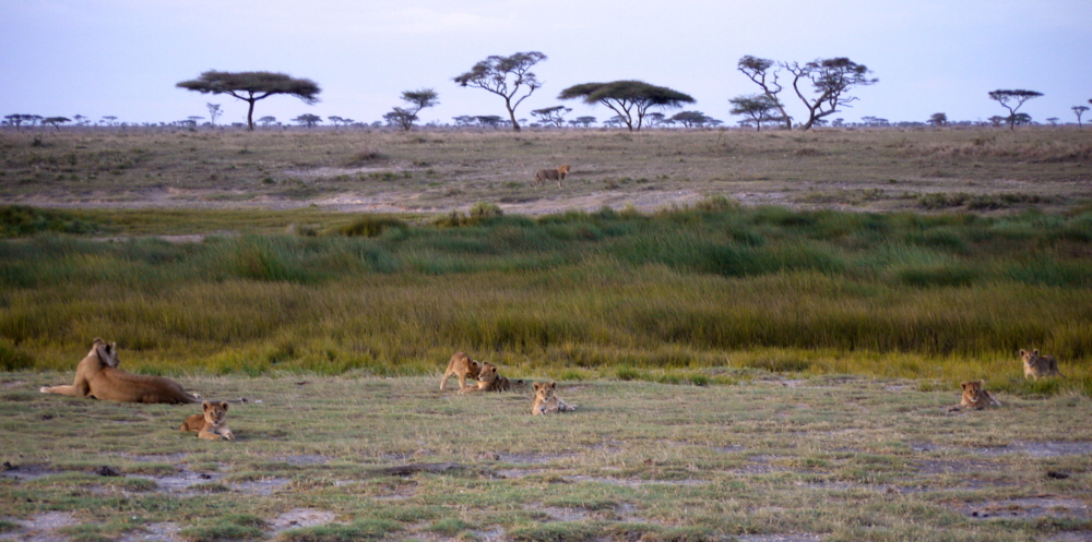 Namiri Plains Serengeti Löwen