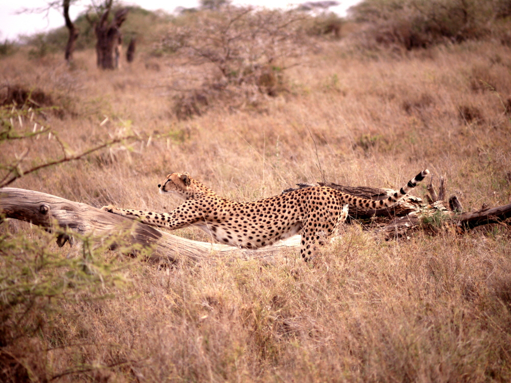 Namiri Plains Gepard