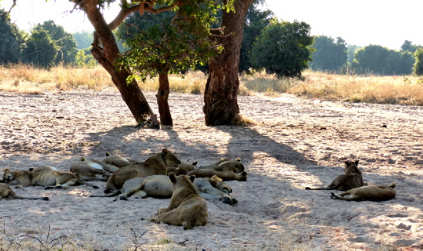 Löwen im South Luangwa Sambia 
