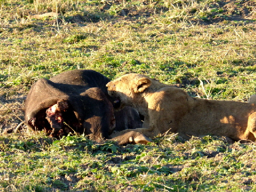 nkwali camp zambia Löwen