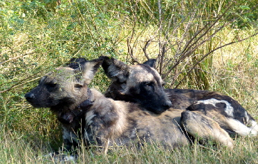 Wildhunde in Sambia