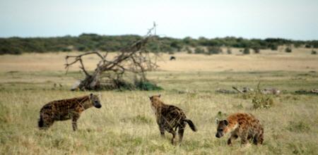 porini-lioncamp-masaimara-kenia