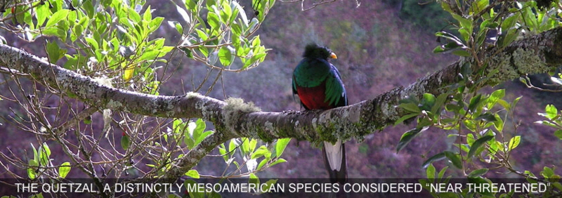 quetzal-costa-rica Reiseberichte