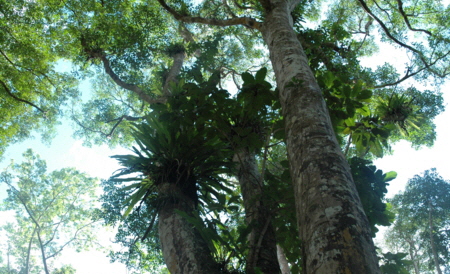 Rainforest Pemba Island