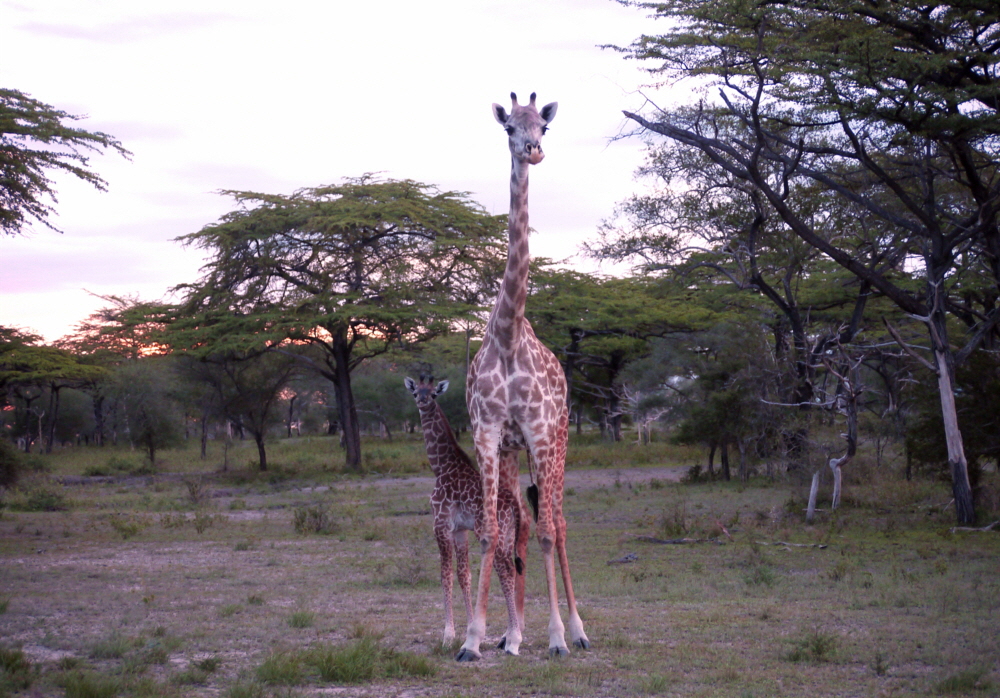 Giraffen Selous