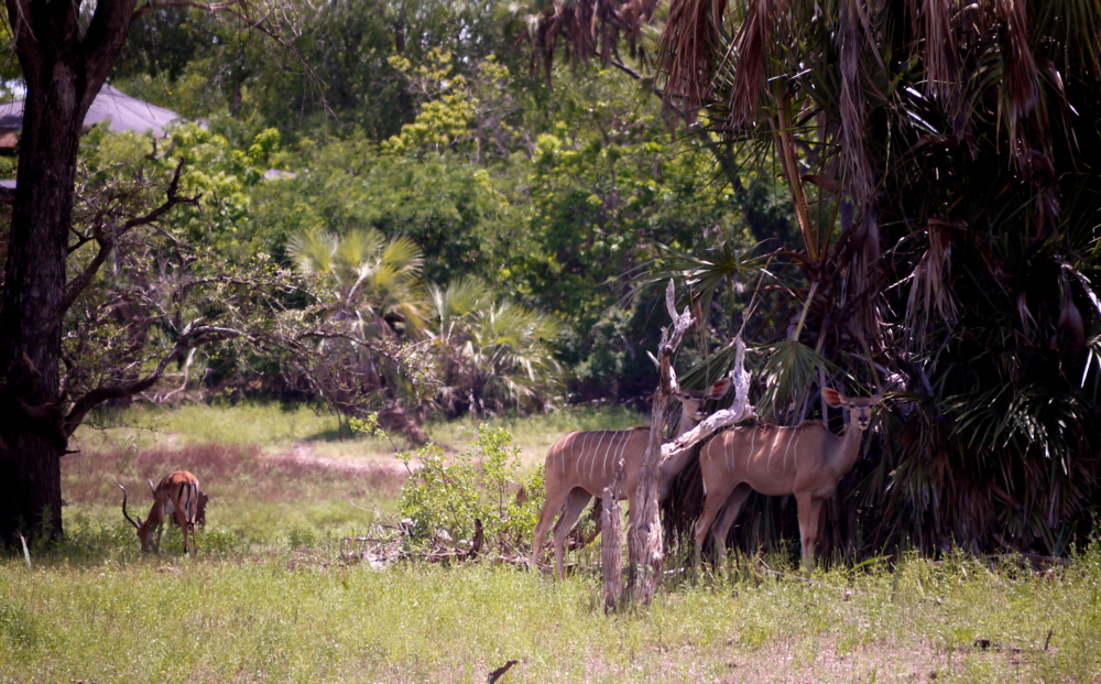 Selous Game Reserve Grosse Kudu Weibchen