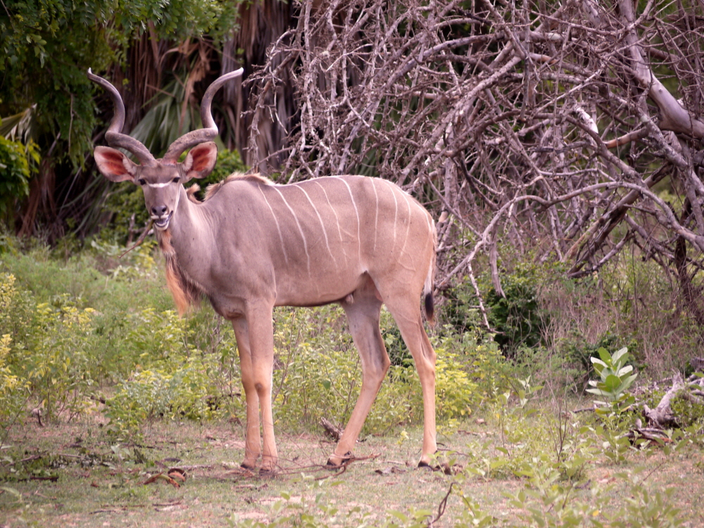 Roho ya Selous Camp Grosser Kudu