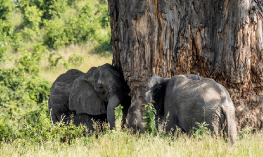Ruaha Elefanten am Baobab