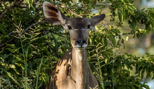 Ruaha Grosses Kudu