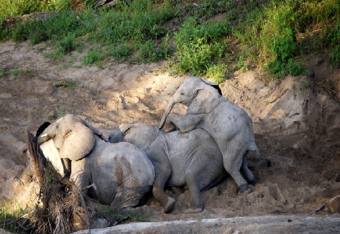 Ruaha Elefanten spielen