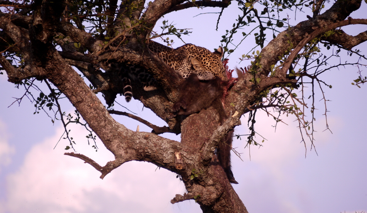 Singita Sabora Camp Leopard  mit  Pavian