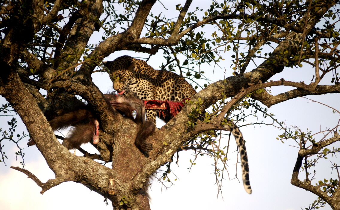 Singita Sabora Camp Leopard  mit  Pavian