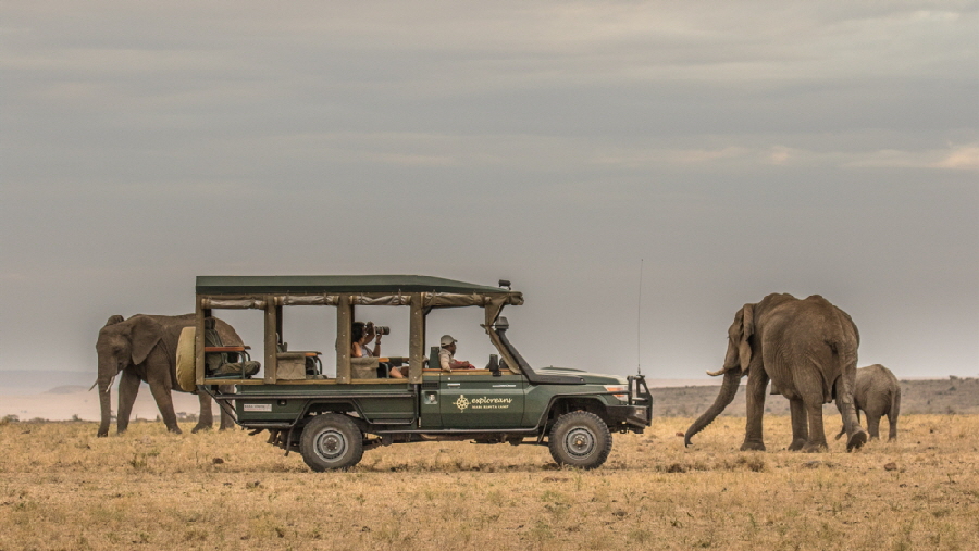 Elephant-Pepper-Camp Masai Mara