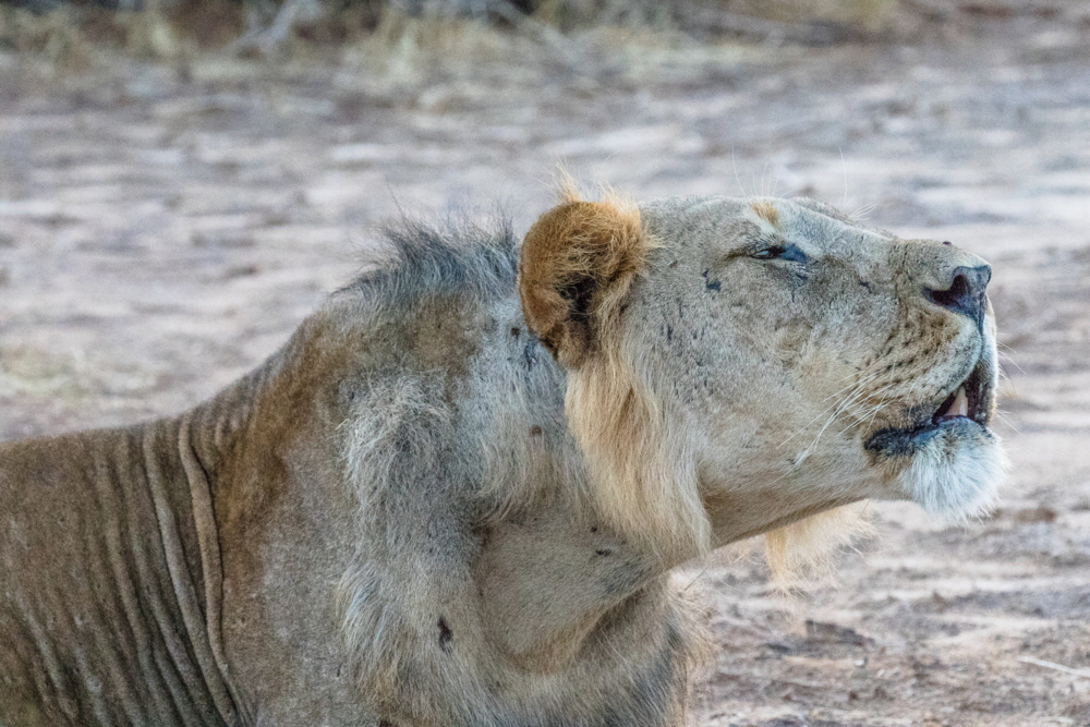 Samburu Löwen