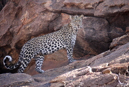 Samburu Safari  Leoparden 