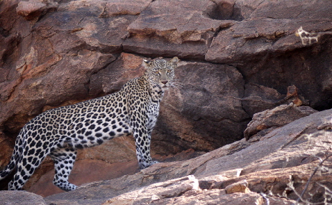 Leopard mit Felsenmalerei Samburu Kenia
