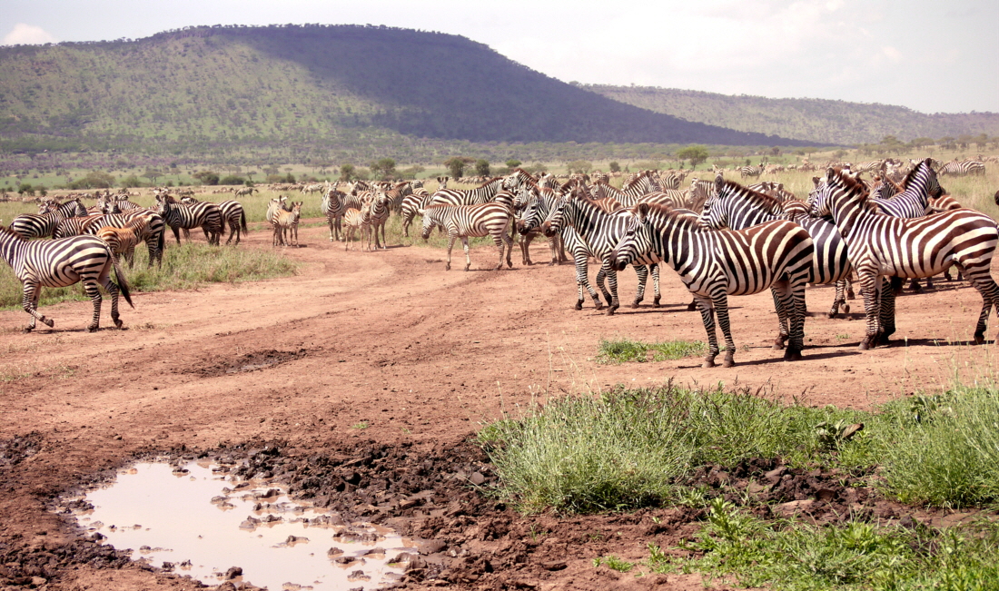 Migration Serengeti
