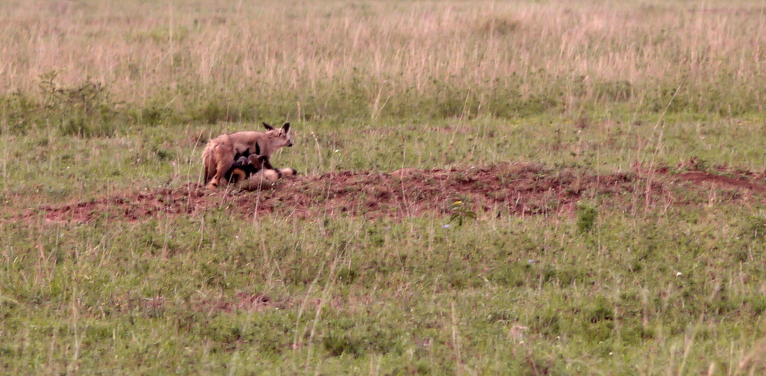 Löffelhunde, Serengeti 