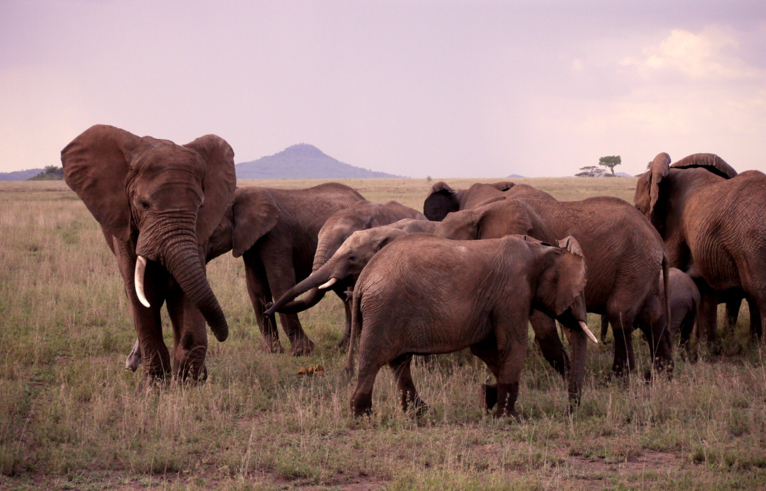 Lemala Camp Serengeti Elefantenherde