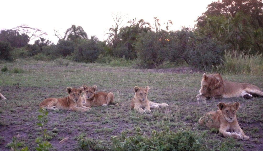 Serengeti Seronera Löwen