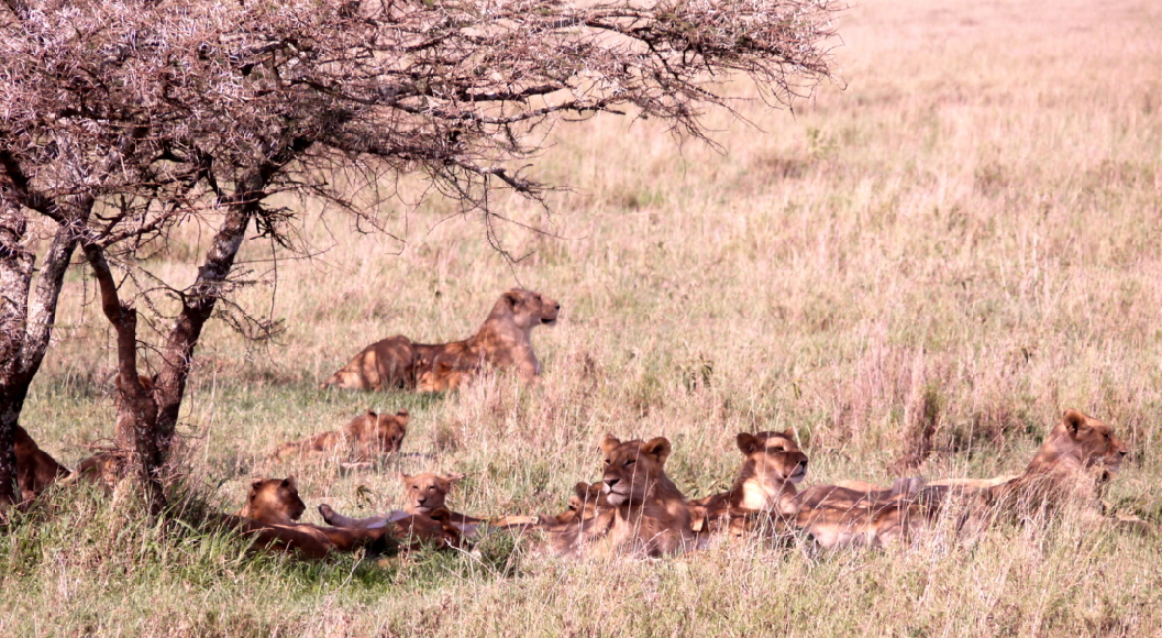 Löwenrudel Serengeti Seronera