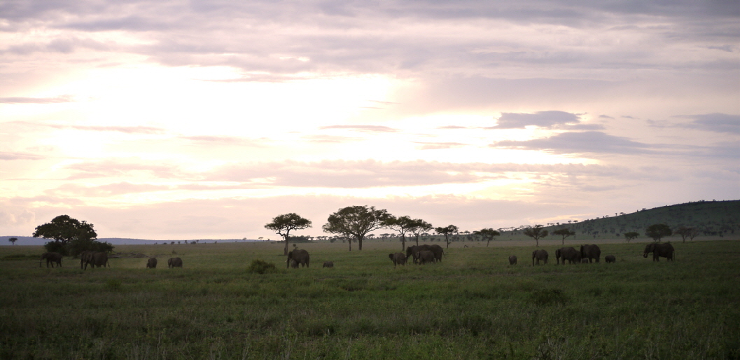Elefanten Lemala Camp Seronera Serengeti