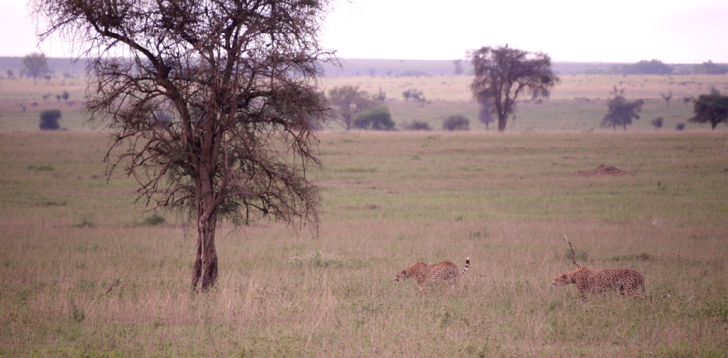 Geparden Serengeti Seronera