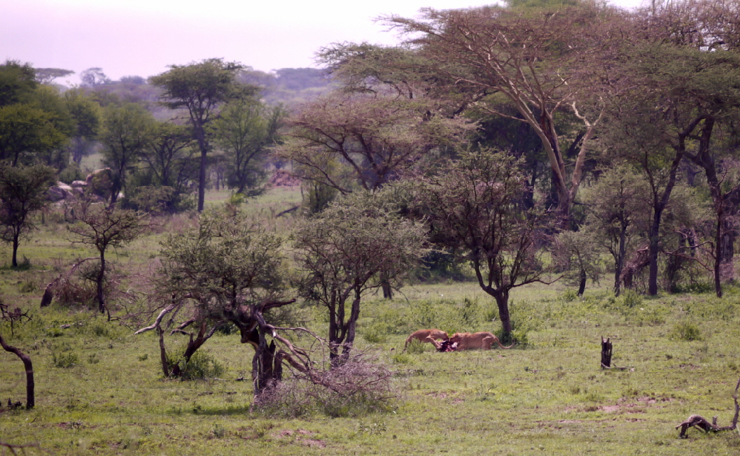 One Nature  Nyaruswiga camp Serengeti Pirschfahrt