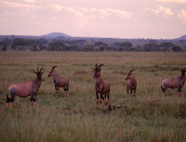 serengeti-onenature-nyaruswiga_0014