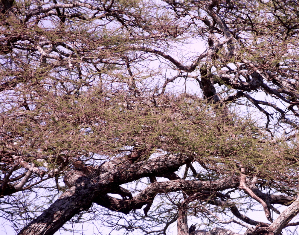 Seronera Leopard im Baum 