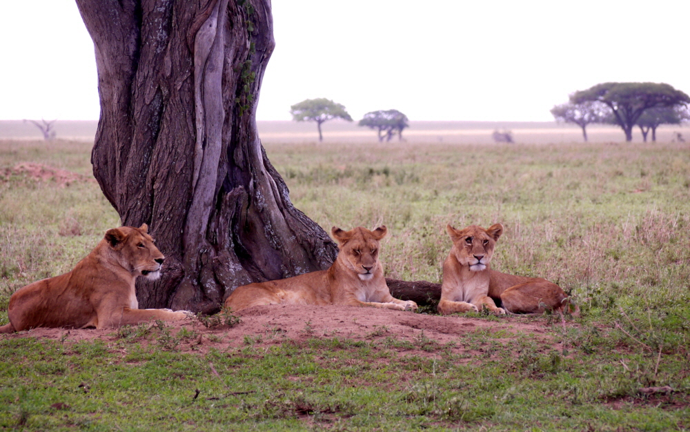 Löwen in der Serengeti  Seronera