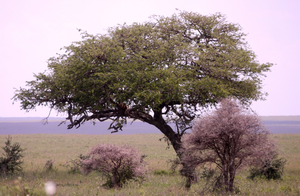 Löwe im Baum Seronera