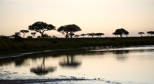 serengeti-pioniercamp_0024
