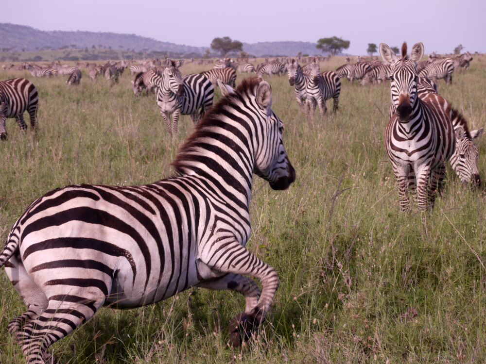 Migration Zebras Serengeti